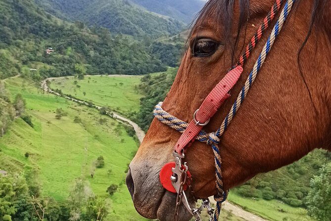 the acacias coffe farm - The Acacias Coffee Farm: An Authentic Colombian Coffee Experience with a Scenic Horseback Ride