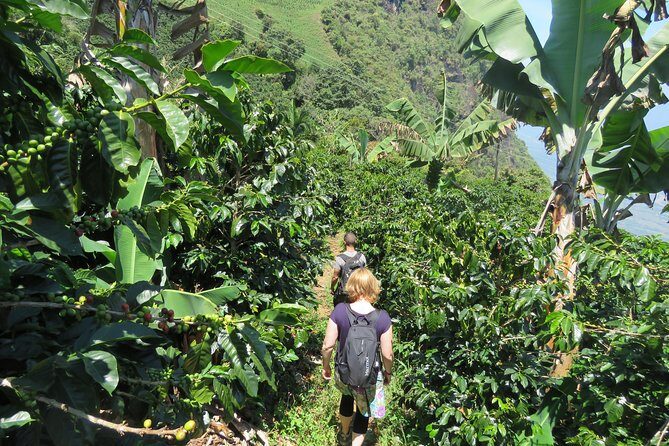 The Anti Coffee tour: a visit to La Cascada Arcoiris Farm - The Value of the Tour