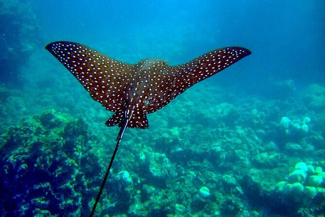 The Artisan Sea & Kayak Adventure (4-in-1) - Key Points