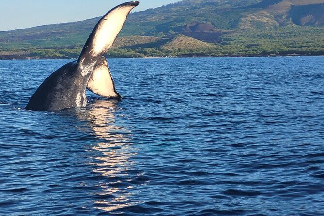 The Best 8 am 1.5 Hour Whale Watching Tour - Discover Maui’s Marine Majesty with the Best 8 am Whale Watching Tour