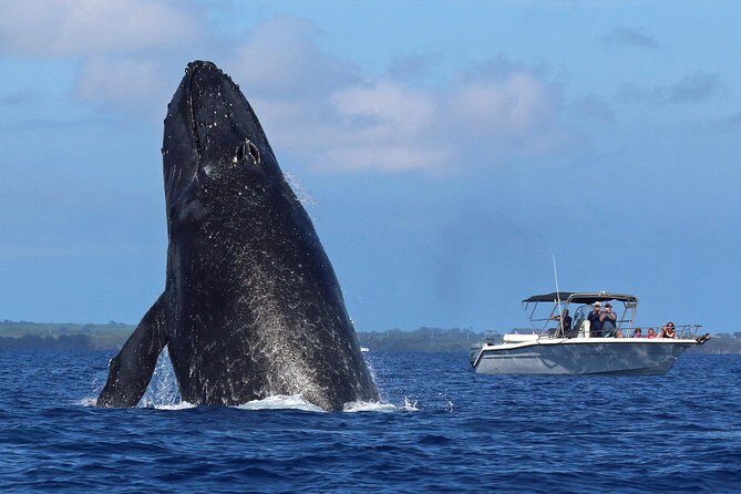 The Best 8 am 1.5 Hour Whale Watching Tour - Frequently Asked Questions