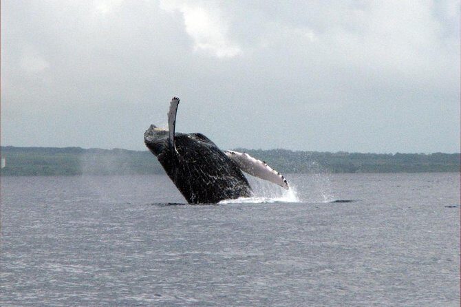 The Best 8 am 1.5 Hour Whale Watching Tour - Additional Tips