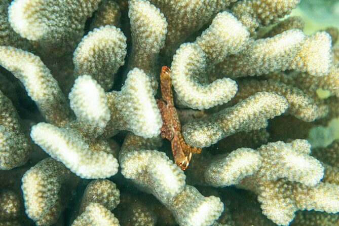 The Best Maui 3 Hour Molokini and Turtle Town Snorkel - Discover the Best Maui 3 Hour Molokini and Turtle Town Snorkel Tour