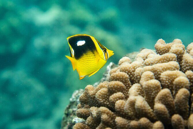 The Best Maui 3 Hour Molokini and Turtle Town Snorkel - A Deep Dive into the Maui Snorkel Adventure