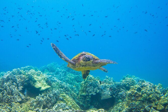 The Best Maui 3 Hour Molokini and Turtle Town Snorkel - Final Thoughts