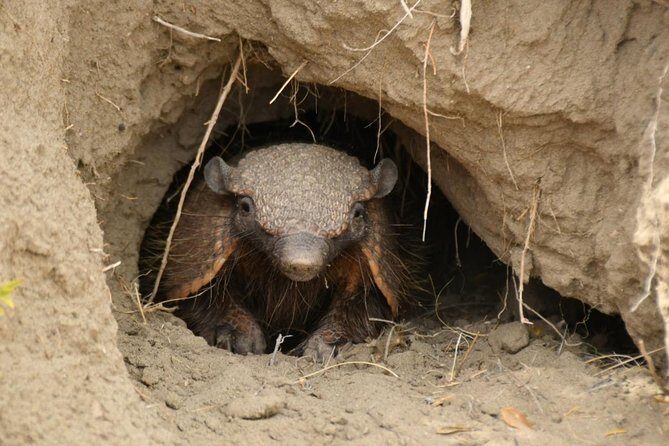 The Best of Peninsula Valdés in one day - Discovering the Best of Peninsula Valdés in One Day