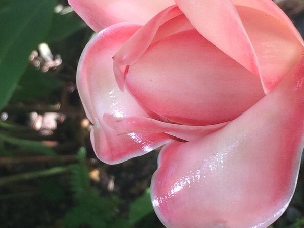 The Best of Saint Lucia Tour - Frequently Asked Questions