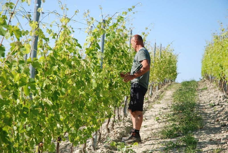 The Best of the Langhe: Wine Tasting & Traditional Meal - Deep Dive Into the Itinerary