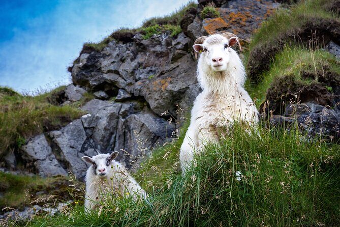 The Best of Vestmannaeyjar with Ebbi - The Sum Up