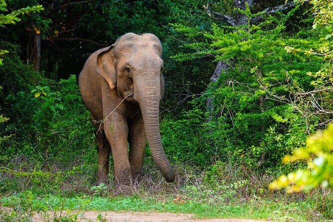 The Best Safari tour from Hambantota Port (Janaka safari) - An In-Depth Look at the Janaka Safari Experience