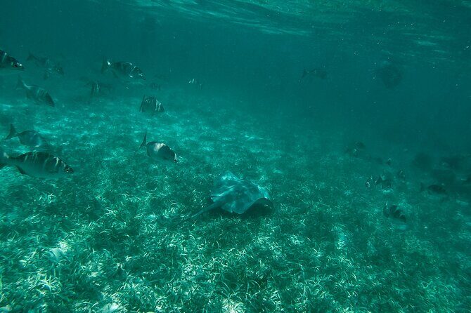 The Best Speedboat Tour In Cancun through Nichupte Lagoon, Snorkel included. - Authentic Insights from Travelers
