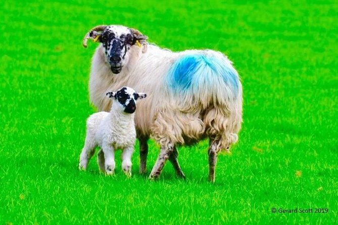 The Best Two Day Tours in Ireland: The Ring of Kerry and Dingle Slea Head Tours - Who Should Book This Tour?