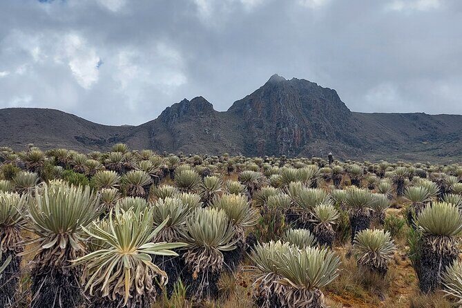 The biggest paramo on earth: Sumapaz - An In-Depth Look at the Sumapaz Experience
