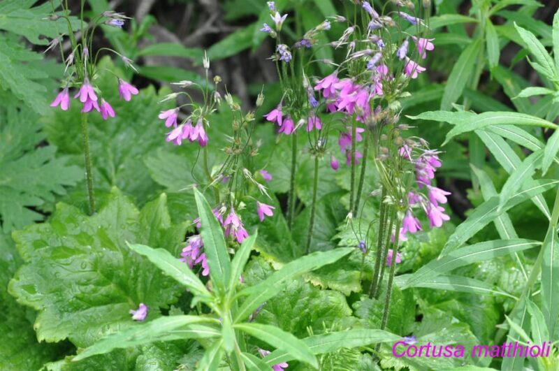 THE BOTANICAL GARDENS OF AOSTA VALLEY - Who This Tour Is Best For