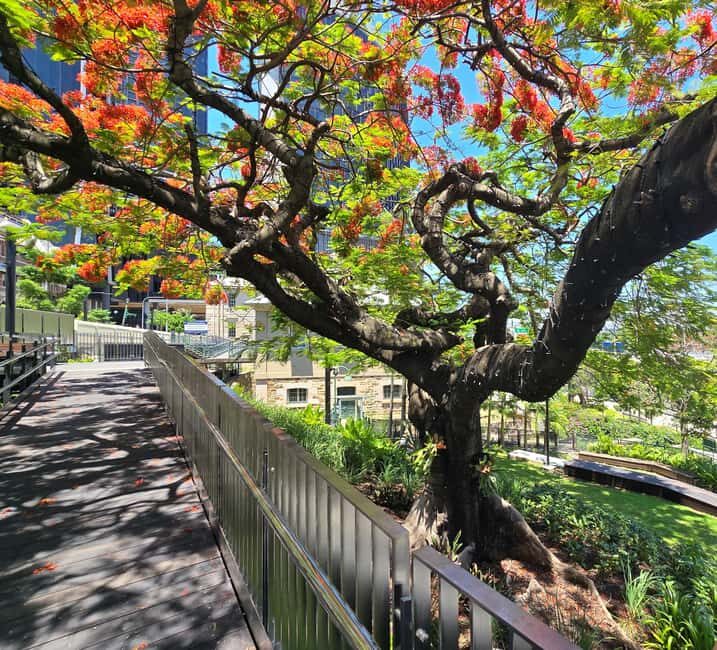 The Brisbane Experience: City Walking Tour - Key Points