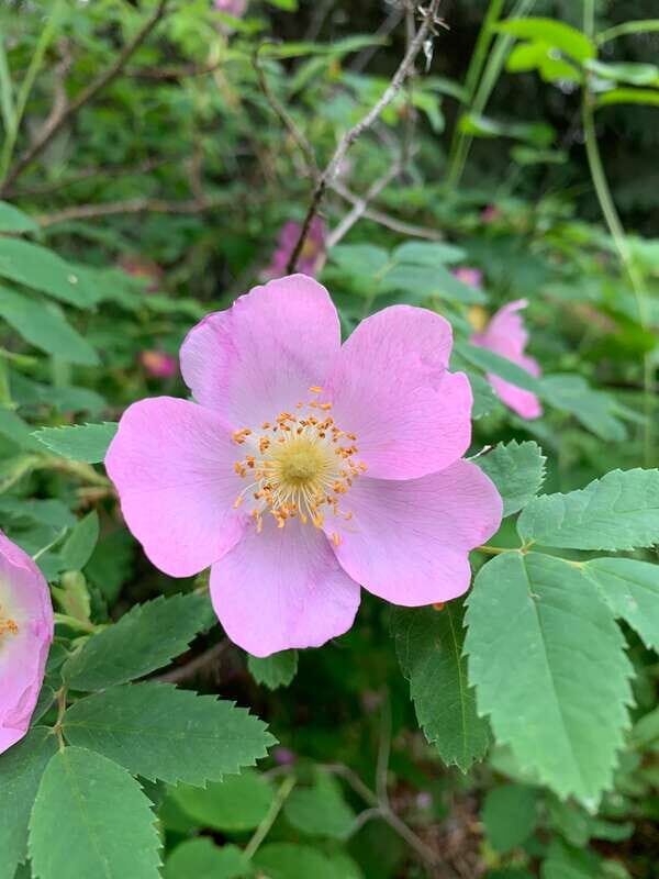 The Canmore HISTORY TOUR - Cowboys and Coal Miners 1.5H Walk - FAQ
