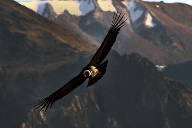 The Condor Canyon in Chonta 1 Day - Private Service - A Deep Dive into the Condor Canyon Tour