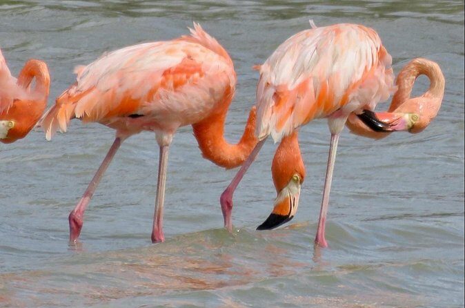 The Curacao Private Beach Hopping / Snorkeling Tour - References