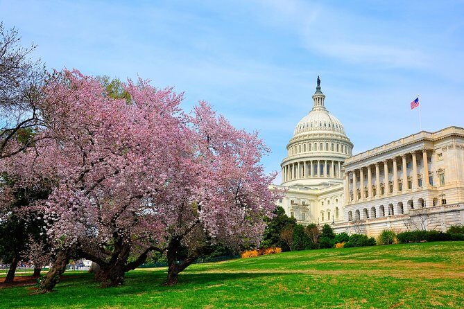 The DC Cherry Blossom Tour - Exploring the Full Experience of the DC Cherry Blossom Tour