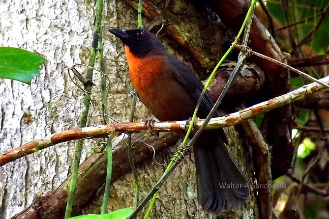 The Early Birds - Why This Tour Offers Great Value