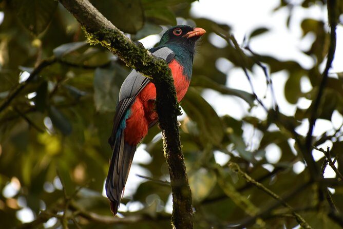 The Early Birds - FAQ