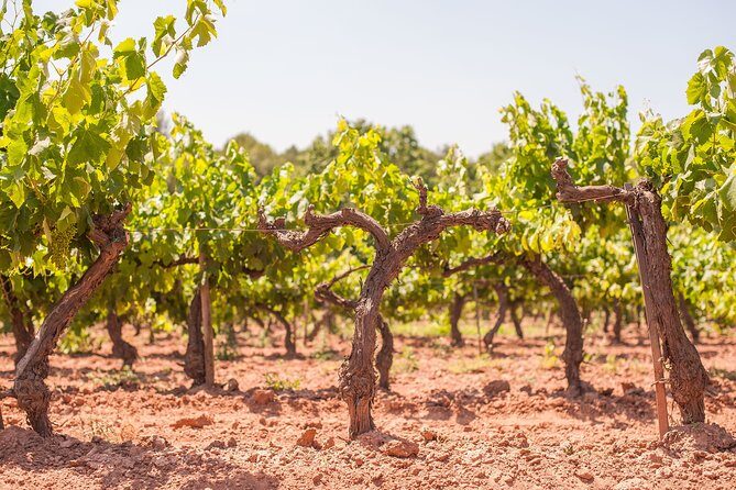 The Essence of Priorat | Private Wine Tour from Barcelona - Who Should Consider This Tour?