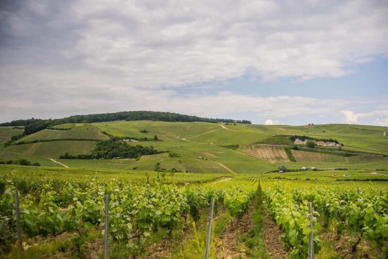 The Essential Tour from Epernay with Champagne Tasting - Who Will Love This Tour?