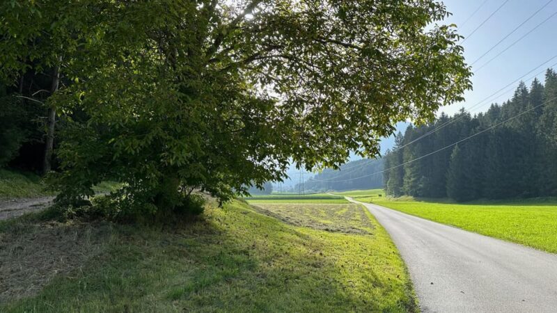 The forest as an Escape Room for the whole family - What the Tour Entails: A Self-Guided Forest Quest