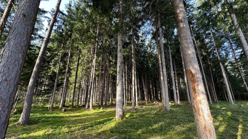 The forest as an Escape Room for the whole family - The Local Village: Discovering Natters