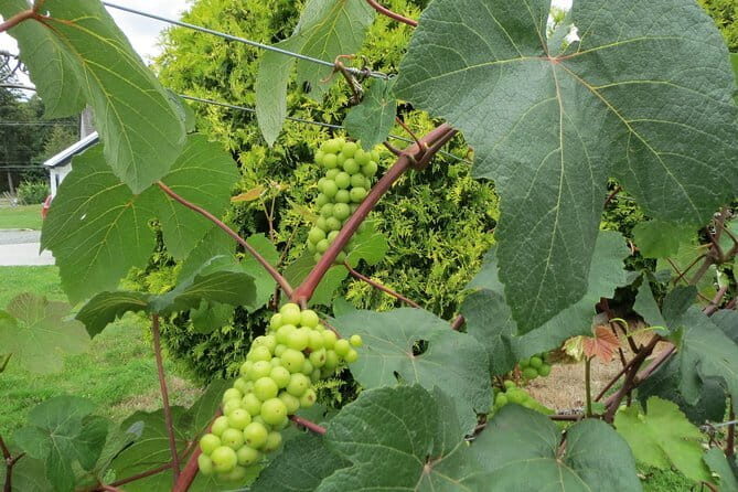 The Fraser Valley Winery Tour - Discovering the Fraser Valley Wine Scene