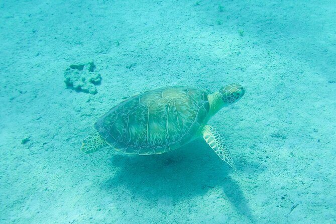 The Frederiksted St. Croix Sea Turtles Snorkeling Tour - Who Will Love This Experience?
