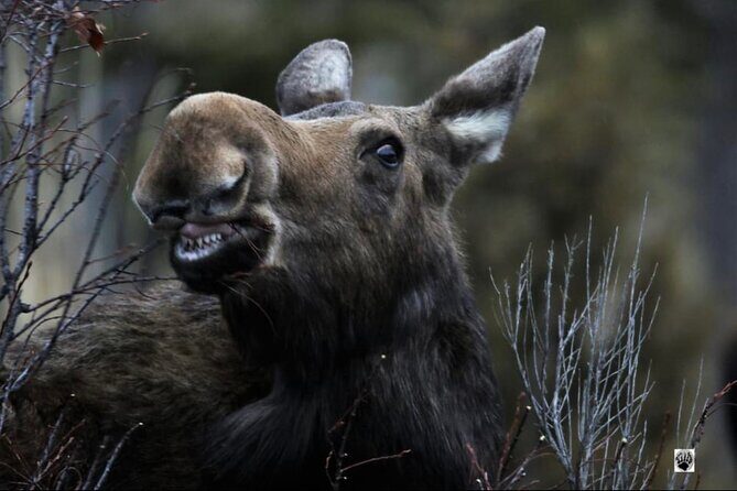 The Full Two Day Private Yellowstone Day Trips West Yellowstone - What Makes This Tour Stand Out