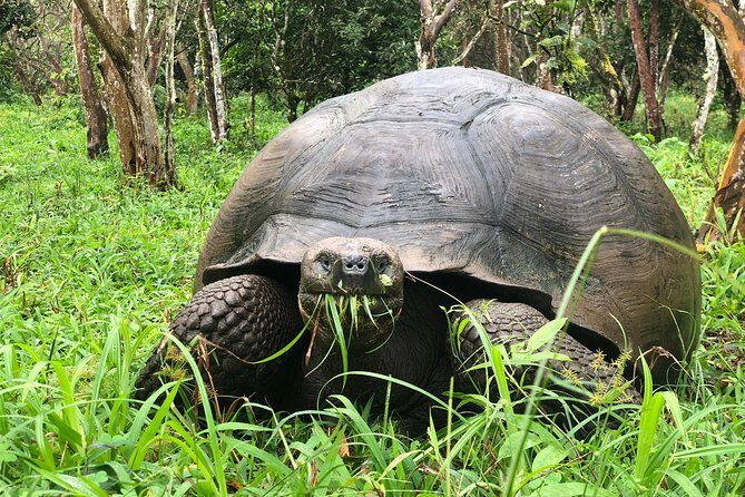The Galapagos Giant Tortoise Experience | Los Gemelos | Shared - Practical details and what they mean for your visit