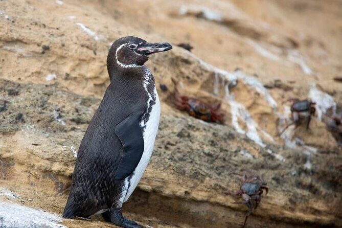 The Galapagos Penguin Route 7 Day Tour - Key Points