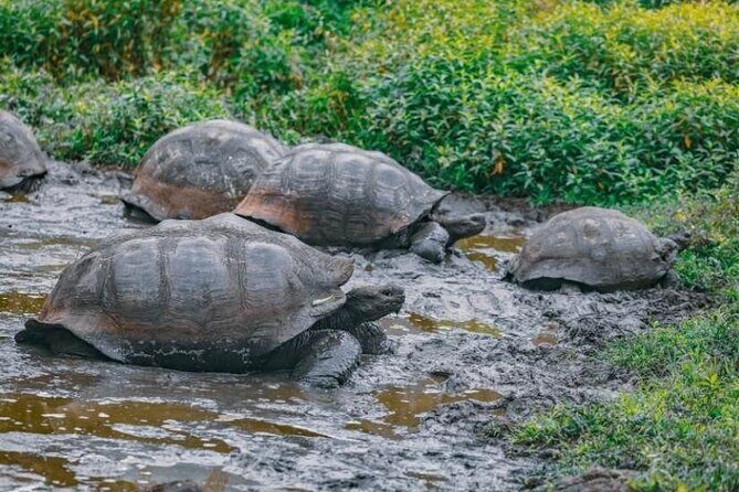 The Galapagos Penguin Route 7 Day Tour - In-Depth Look at the 7-Day Galápagos Penguin Route