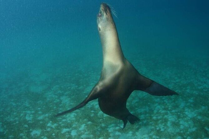 The Galapagos Penguin Route 7 Day Tour - Final Thoughts