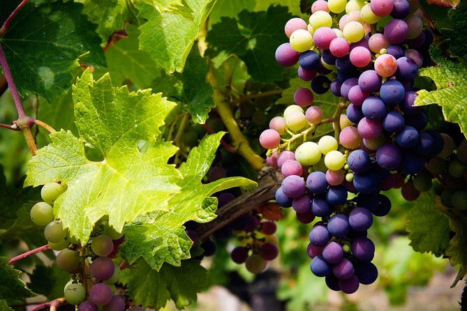 The Grape Escape: Troodos Mountains thru Wine Small Group Tour 6hrs - Experience the Best of Cyprus in a Day: The Grape Escape Small-Group Tour