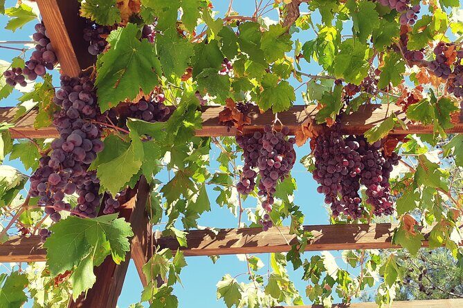 The Grape Escape: Troodos Mountains thru Wine Small Group Tour 7hrs - The Sum Up: Is the Grape Escape Tour Worth It?