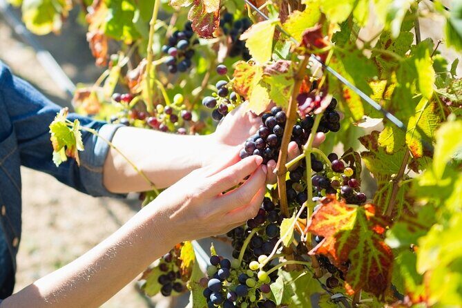 The Grape Escape: Troodos Mountains thru Wine Small Group Tour 7hrs - Frequently Asked Questions