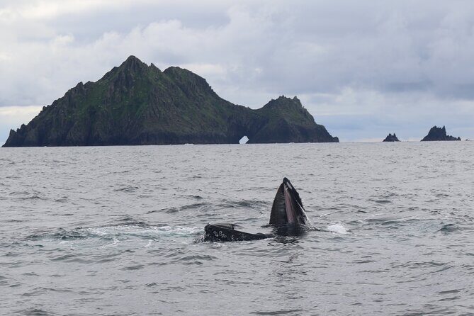 The Great Blasket Island Experience - Premium Tour - Authentic Highlights Based on Reviews