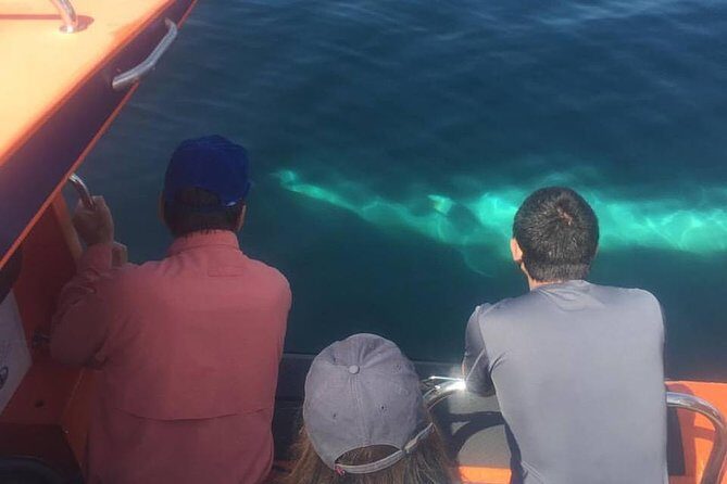 The Great Blasket Island Experience - Premium Tour - FAQ