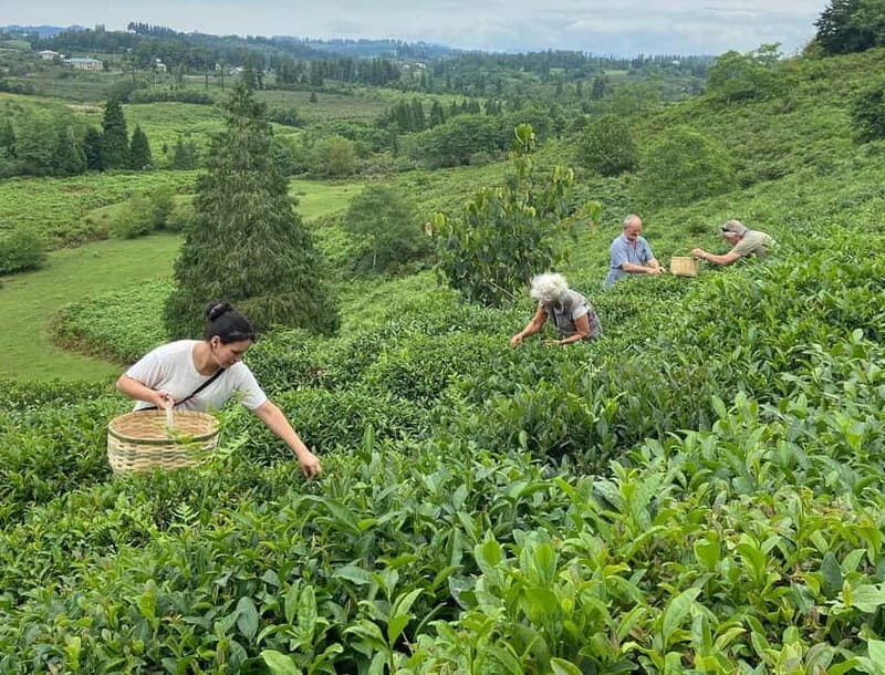 The Green Gold of Georgia - Exploring Georgia’s Tea Roots: Chaqvi and Lao Zeng Zhao’s Legacy