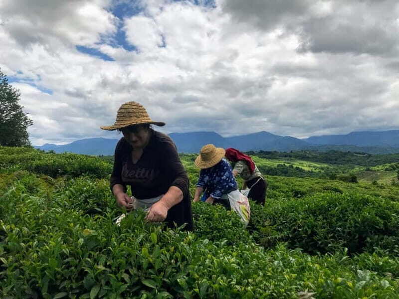 The Green Gold of Georgia - Practical Considerations and Tips