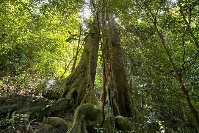 The Hidden Trails of Cat Ba - Lunch and Optional Activities in Lan Ha Bay