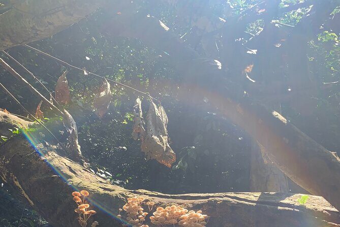 The Hidden Trails of Cat Ba - Ending the Day: Return to Cat Ba