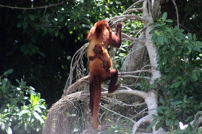 The Howling Trail Hike - Exploring Cartagena’s Tropical Dry Forest: A Natural Treasure