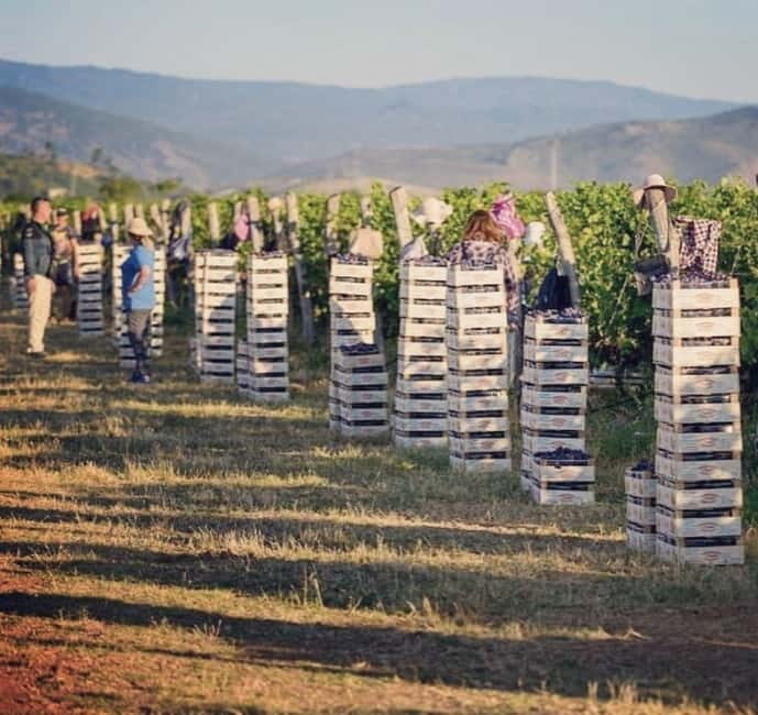 The largest winery in Montenegro: private tour & transport - The largest winery in Montenegro: private tour & transport