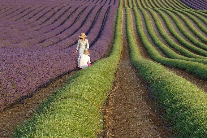 The Lavender country - Private tour with a local guide - Exploring Provence with The Lavender Country — A Private Day Trip