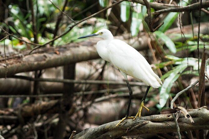 The Little Amazon and Sri Phang Nga Waterfall Full Day Tour From Khao Lak - Who Should Consider This Tour?