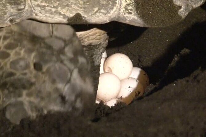 The Majestic Green Turtle Nesting Tour - A Close Look at the Green Turtle Nesting Tour